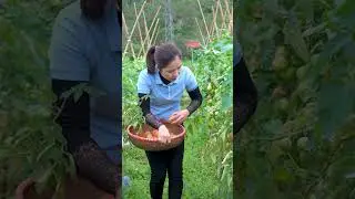 How to Harvest GIANT Exotic Tomato With Local Farmers To Sell At Local Market | Nhung Harvest Life