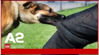 “6 vjeç më kafshoi qeni”, trajnuesi i qenve rrëfen situatën personale