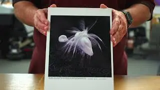 Vivid Metal Prints Love's Wink Gaines