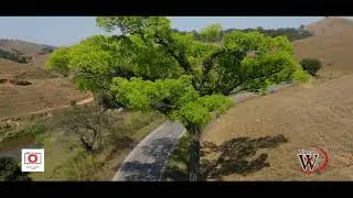 Imponente e bela , imagens Wanzam