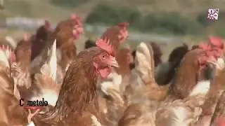 Huevos ecológicos. Granja Las Pencas. Mijas. Málaga