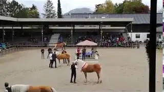 veulenveiling en hengstenshow Ebbs 2017 Fohlenhof Ebbs / Haflinger Pferdezuchtverband Tirol