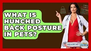 What Is Hunched Back Posture In Pets? - Ask A Pet Vet