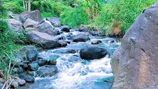 Forest River Sounds for Quiet Sleep