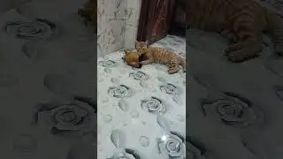#cat&nbsp;#catsyoutube&nbsp;#vacation&nbsp;#cats&nbsp;#youtubcat&nbsp;#catlover&nbsp;#dedication&nbsp;#catoftheday&nbsp;#&nbsp;#cats_of_world
