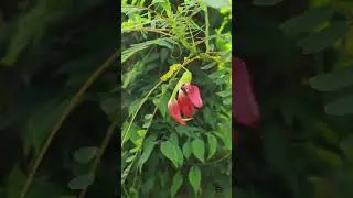 അഗത്തി ചീര......./Sesbania Grandiflora