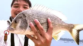 MONSTER Bream! Tips & Techniques - Sydney Harbour Fishing