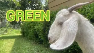 Darwin's Finches-GREEN-Official Music Video