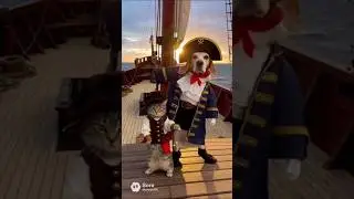 Dog and cat dancing on a pirate ship 😼🐕  #shorts #cats #dog #pirates #dance #dance #ai #viral
