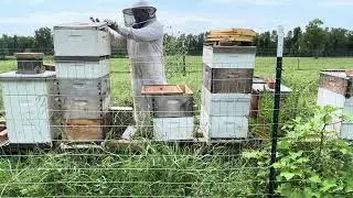 COW PASTURE APIARY! Work through. Part 1 of 1.