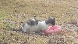 i feed this cute street cat ( my best friend )