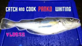 Catch And Cook | Winter Whiting Panko Breadcrumbed | Filleting Demo | Vlog#73