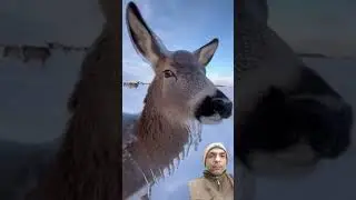 Deer Frozen in Ice After a Brutal Storm&hellip; Then This Happens 🦌❄️