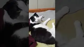 LIVE CUTE KITTIES CUDDLING