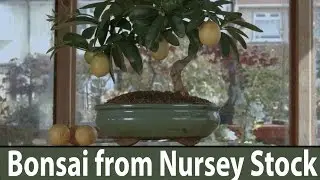 How to make bonsai Kuamquat from &pound;10 Nursery Stock are excellent bonsai trees for beginners #162