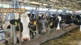 Коровы, молочная продукция. Фермерское хозяйство Боровецкий Станъ