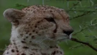 National Geographic African Paradise