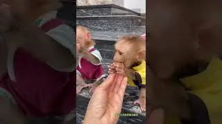 The Cutest Duo You&rsquo;ll See Today 🐒❤️ #shorts #viral