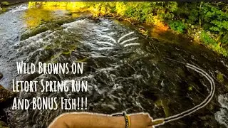 Wild Browns on Letort Spring Run and BONUS Fish!!!