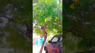 kaner ka ped #nature #naturevideos #naturestories #naturelover #youtubeshorts