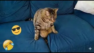 You Laugh You Lose 🤪 Funniest Cats and Dogs 2026 🐱💞 Part 15