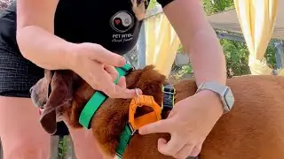How to Properly Fit the JWalker Harness + Safety Band Setup