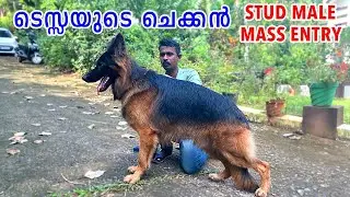 ടെസ്സയുടെ STUD MALE MASS ENTRY : GERMAN SHEPHERD BREEDING: FIRST TIME MATING FEMALE