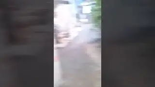el perro de mal genio