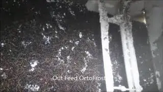 Black Currants IQF OctoFrost Frozen