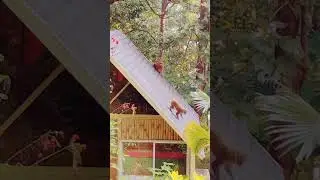 Ambapani monkeys are funny.#travel #travelyoutuber #india #travelshorts #vlog #touristplaces