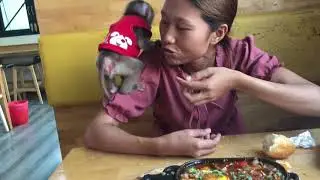The orphan monkey has breakfast with his mother