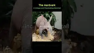 The Aardvark: An Ancient Oddity, Nature's Uniquely Adapted Insectivore