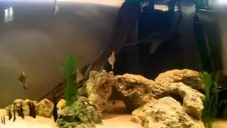 Monodactylus argenteus.mp4