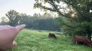 Happy 4th of July!!  ||  Here’s How We Deal With Broomsedge.