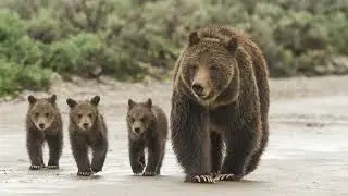 Grizzly 399 (1996-2024)