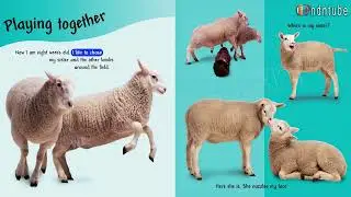 SEE HOW THEY GROW   LAMB