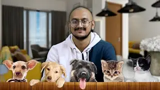 I Love Pets 🐶🐱 | Plip Plip