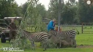 Unter Löwen und Eseln: Unser Reporter hilft im Tierpark Jaderberg