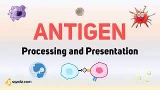 Antigen Processing and Presentation | Introduction | Medical Student Immunology