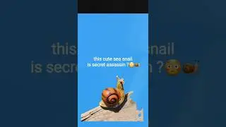 🐚 Sea Snail or Sea Assassin?! 😳#shorts