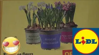 ARRIVAGE LIDL 27 JANVIER 2026