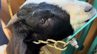 Восстановление козлят &mdash; обрезка головы #обрезкаголовы #козлята