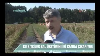 Bu bitkiler sayesinde bal &uuml;retimi iki katına &ccedil;ıkıyor