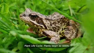Lifecycles - What is a lifecycle?