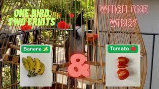 Tomato 🍅 vs Banana 🍌 | Which Fruit Will the Bird Choose? @BulbulEliteClub  