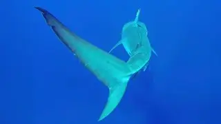 First documented tiger shark mating hub identified by UH researchers