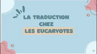 La traduction chez les eucaryotes