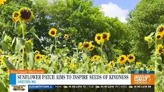 Sunflower patch aims to inspire seeds of kindness