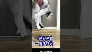 Unbelievable Test Results after Trying Recommended Videos! Cats and Dogs React So...