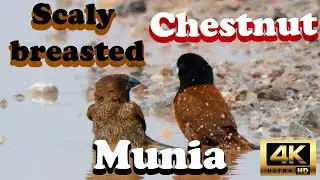 Chestnut Munia and Scaly breasted Munia  Time for bath : Art of the wild